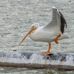 Баланс между цифровыми технологиями и природой для экологичной жизни