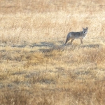 Дикая природа как источник вдохновения в цифровую эпоху