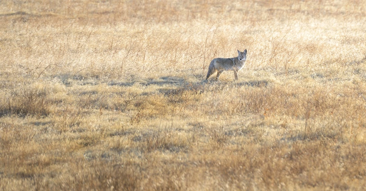 Дикая природа как источник вдохновения в цифровую эпоху