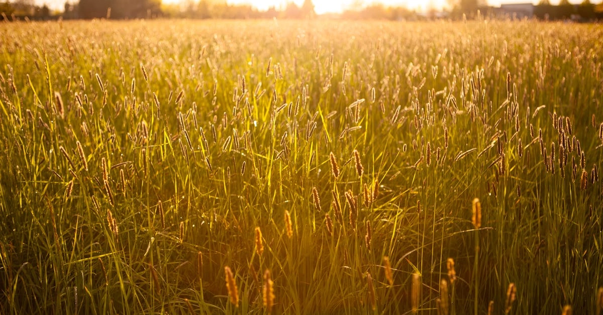 Дикие мустанги на фоне золотых прерий символизируют связь с природой